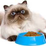 Persian cat food1 672x500 1