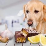 غذاهای مضر برای سگ خانگی