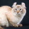 گربه نژاد کرل آمریکایی یکی از جدیدترین نژادهای گربست و نتیجه یه جهش ژنتیکی طبیعیه که اولین بار تو شولامیت پیدا شد. اولین امریکن کرل، یه بچه گربه سیاه ولگرد پشمالو با موهای بلند بود که گوشهاش به طور جالبی به عقب پیچیده شده بود. این گربه عجیب خوش شانس سر از خونه جو و گریس روگا در لاکیود در آورد و اون هم به افتخار شاهزاده خانوم سیاه و زیبا که تو کتاب آواز سلیمان بود اسمشو "شولامیت" گذاشت.