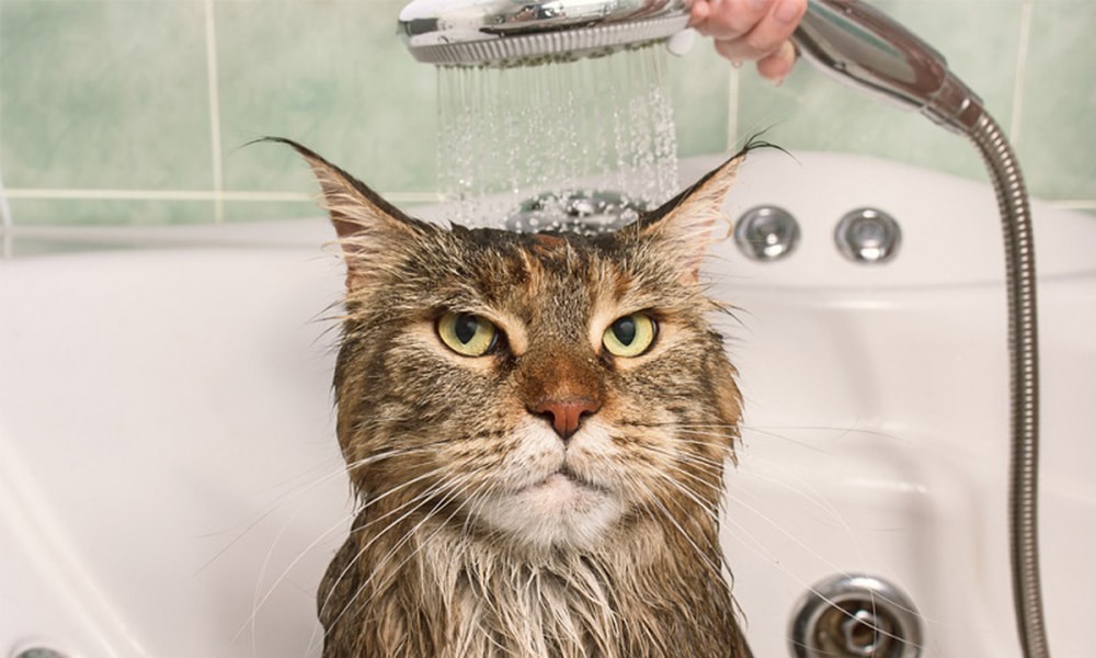 Cat shower min