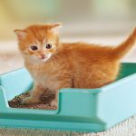 Kitten in litter box scaled 1
