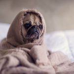 Signs your dog is depressed 800x500 672x500 1