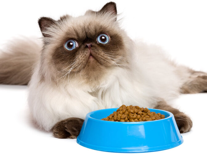 غذای گربه هیمالین
