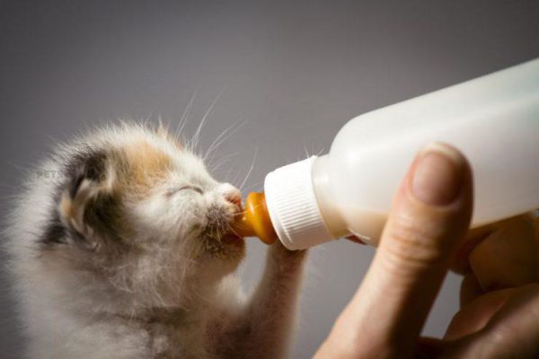 تهیه شیر خشک بچه گربه 1