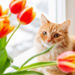 گیاهان آپارتمانی سمی برای گربه ها