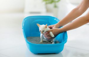 ظرف خاک مناسب گربه های خانگی