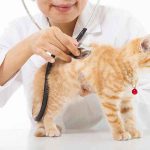 درمان تب در گربه ها :  با توجه به مراقبت در منزل ، هرگز بدون مشورت با دامپزشك خود ، به گربه ي خود دارو ندهيد. بعضي داروها كه ميتوانند به درمان تب هاي انساني كمك كنند ، مانند استامينوفن ، براي گربه ها سمي هستند و با يك جايگزين طبيعي براي كمك به گربه خود كه احساس بهتري داشته باشد امتحان كنيد.  بطور كلي ، به گربه خود اجازه دهيد استراحت كند تا انرژي لازم براي مبارزه با بيماريها را داشته باشد. بسياري از موارد در گربه ها  طي يك روز حل ميشوند ، اما هميشه اينطور نيست.   اگر گربه شما بيشتر از ٢٤ ساعت تب داشت ، يا دماي بدنش بيشتر از ٤١ درجه بود، او را بلافاصله نزد يك دامپزشك ببريد.  دامپزشك شما ممكن است ، آزمايشات و تستهايي را براي تشخيص و درمان تب داشته باشد. اگر عفونت باكتريايي وجود داشته باشد ، ممكن است  آنتي بيوتيك ها تجويز شوند. اگر دامپزشك شما دارو تجويز ميكند ، بطور دقيق دستورالعمل هاي مربوط به دامپزشك خود را دنبال كنيد و تمام داروها را حتي بعد از اينكه علايم بيماري كاهش يافت ، به پايان برسانيد.  دهيدراسيون ( از دست دادن آب بدن ) كه ممكن است در نتيجه تب باشد، ميتواند با مايعات داخل وريدي ( تزريق سرم) توسط دامپزشك شما درمان شود.  