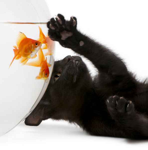 62827591 کلوزآپ از بچه گربه سیاه نگاه در ماهی قرمز ، carassius auratus ، شنا کردن در تنگ ماهی در مقابل پس زمینه سفید 1
