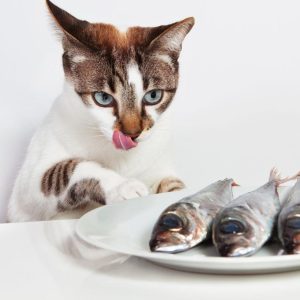 غذای گربه بالغ وینسنت طعم ماهی