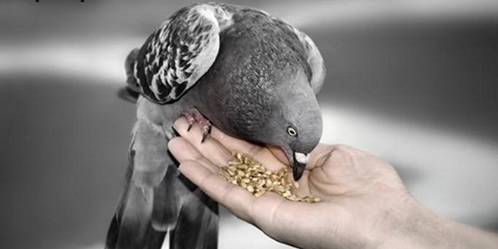 مراقبت از کبوتر در فصل زمستان