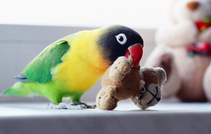 اسباب بازی برای طوطی برزیلی