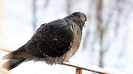 مراقبت از کبوتر در فصل زمستان