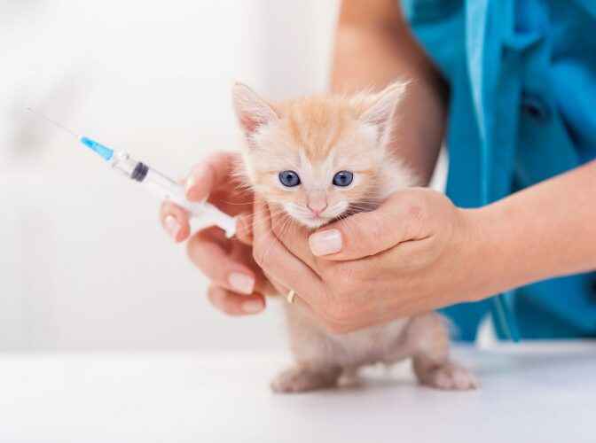 واکسیناسیون گربه 11 672x500 1